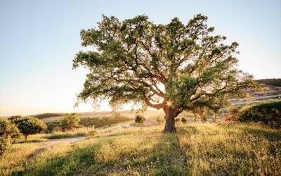 Verkauf Alentejo